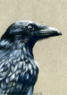 Crow